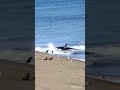 Orca Killer Whale Hunting Seal On The Beach Orca Killerwhale Predatorfish Viral Shorts