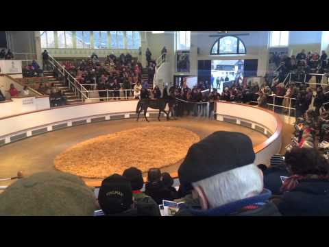 TBA Stallion Parade 2015 at Tattersalls - Kuroshio - Overbury Stud