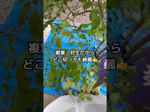 成長が早く、葉を落として視界から隠れない木  庭園