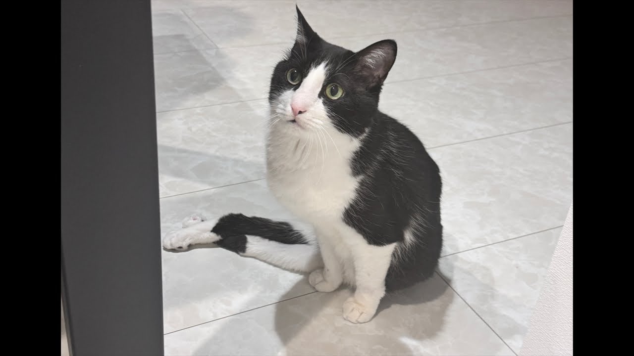 初見さん歓迎！ゆるゆるLive配信