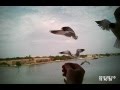 Seagulls Love Cheetos