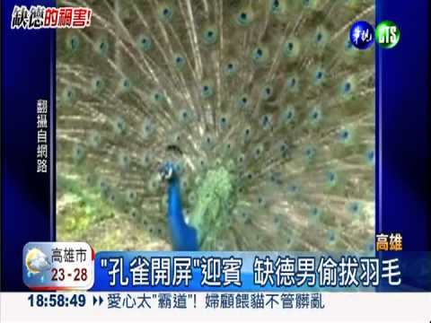 "孔雀開屏"偷拔毛 追緝缺德男!