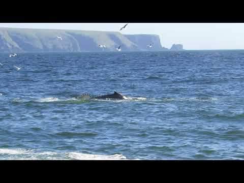 2019 07 08 St  Vincent's, NF 0884