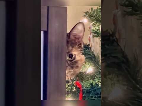 This cat's gaze seems to have meaning😂🤣 #shorts  #cutecat