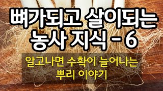 알고나면 수확이 늘어나는 뿌리이야기- 뼈가되고 살이되는 농사 지식 6