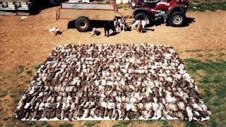 Amazing Rat Catching With Farm Dogs Kill About 500 Rats!