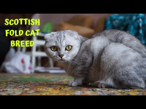 Scottish Fold Cat Breed - Main Characteristics