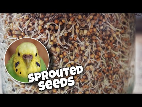 image-Can you sprout bird seed?