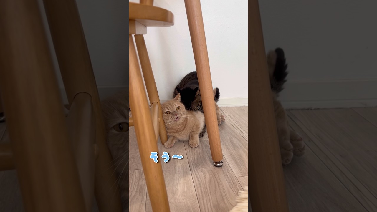 短足ならではの攻撃方法が可愛すぎたwww