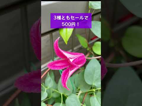 春にクレマチスを剪定し、適切に管理するにはどうすればよいですか？簡単なヒントに従ってください。  庭園