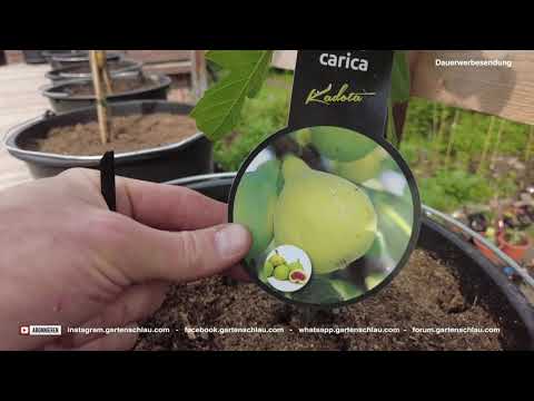 Mediterraner Terrassen Rundgang 🌻| Zitruspflanzen & Feigen Tour