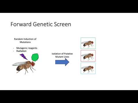 Genetic Screens & RNAi