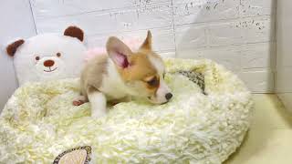 コーギーの動画01