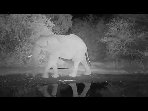 Kwa: Lone Elephant with missing left tusk - 00:300 - 06/14/19
