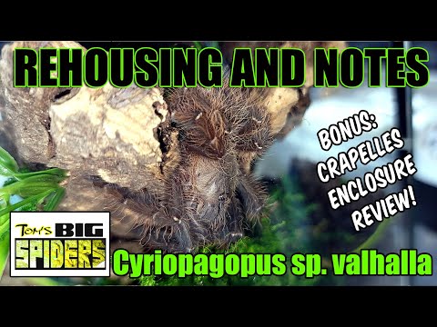 Crapelles Review  & Cyriopagopus Sp. Valhalla Rehouse and Care