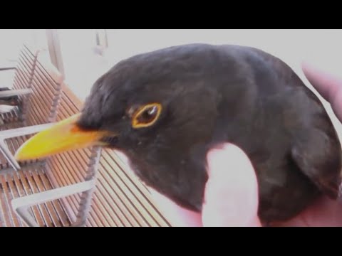 Kleine Meise. Radio Dresden Maxi-Mal