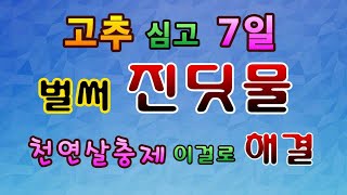 [텃밭농부.580] 고추에 벌써 진딧물 천연농약 이걸로 해결.
