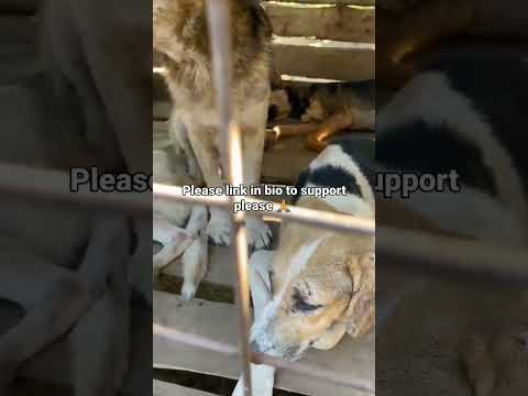 #dog #animals #petssavingowners #dogowner #petwelfare #petowner #cute #allpawsshelter