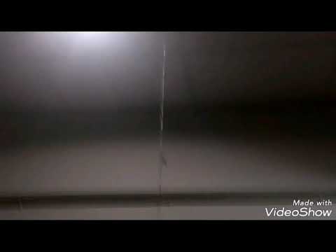 Oh my god Dragon fry