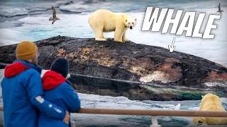 We Tried the World's Best Polar Bear Cruise (Aurora Expeditions Svalbard Cruise)