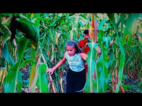 Miriam și Dani s-au RĂTACIT în lanul cu PORUMB