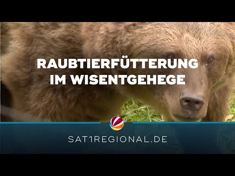 Raubtierfrühstück im Wisentgehege
