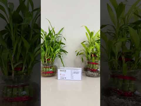 Nitrofurantoin 100mg sr (niftagen-sr), in pan india