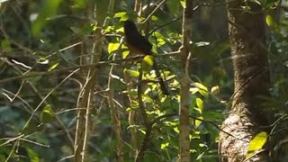 Download lagu Kicau Murai Batu Gacor Di Hutan Belantara mp3 Download lagu Kicau Murai Batu Gacor Di Hutan Belantara mp3