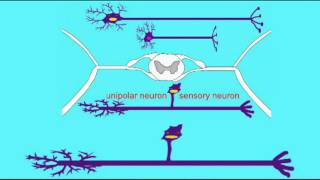 Sensory Neuron - Overview
