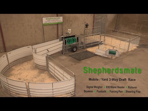 sheep equipment & race