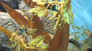 Seahorses and more June '09