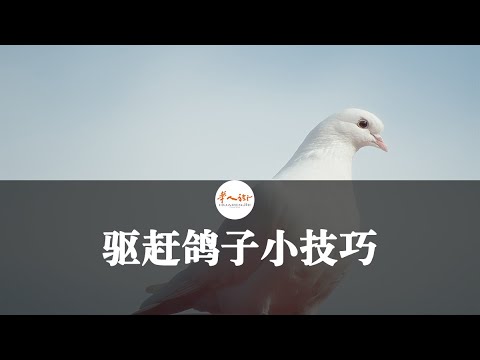 鳥 築巢 趕走