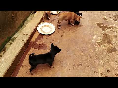 ONE MONTH OLD CUTE HAPPY NOISY  PUPPY INDIA SADHU AND CO.6