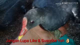 Download lagu Suara Burung Peruk/Mandar Batu Jantan mp3