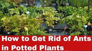 Bye-Bye Ants: How to Get Rid of Ants in Potted Plants in Simple Steps