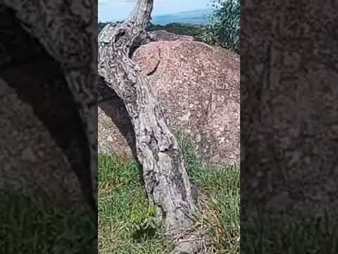 AS PEDRAS GIGANTES DE PIRANHAS GOIÁS! 🪨🌿 Quase levei um tombo! #shorts