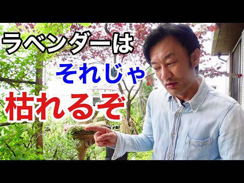 ラベンダーの世話をするための実用的なシート:開花、剪定、メンテナンス!  庭園