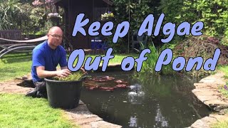 How to keep algae out of your garden pond - Algae Removal