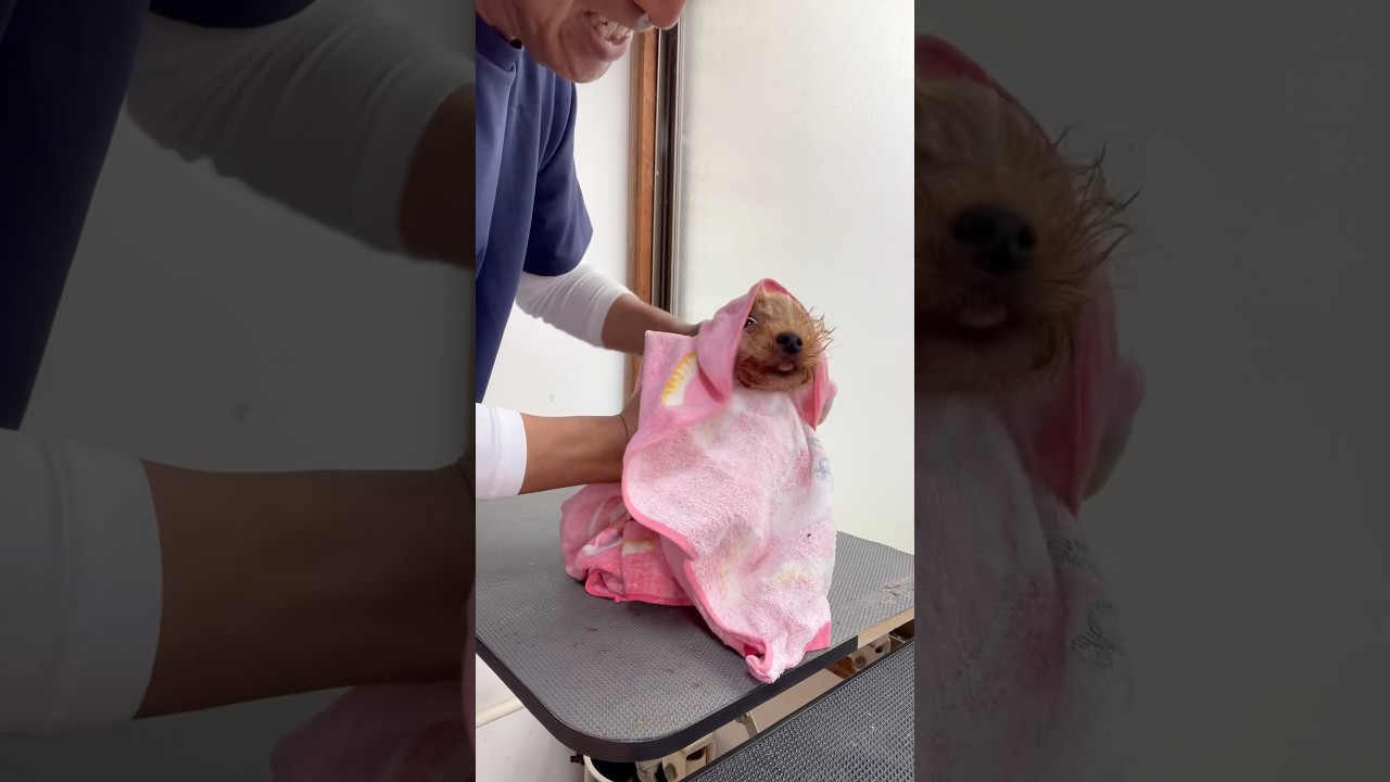 今日のトリミングはだれかな？ #チャオカーネ  #チャオっ子  #ヨーキー  #ヨークシャーテリア  #チャオおじさんの床屋さん