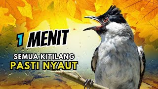 Download lagu Suara Burung Kutilang Gacor Garuda Paling Ampuh Untuk Masteran Dan Pikat mp3