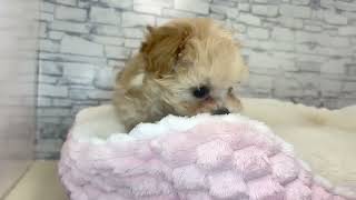 ハーフ犬の動画01