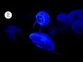 Jellyfish 4K Video for Spa w/ Meditation Music for Relaxing, Sleeping, Stress Relief & Massage