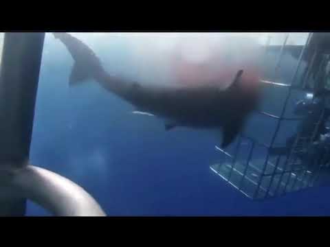 血の匂いの跡を辿って