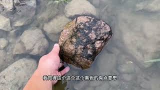 在小白起的带领下，这些狗都爱上了玩水