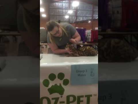 Aziz Bengal Cattery " Howie Central Coast Cat Show 2016"