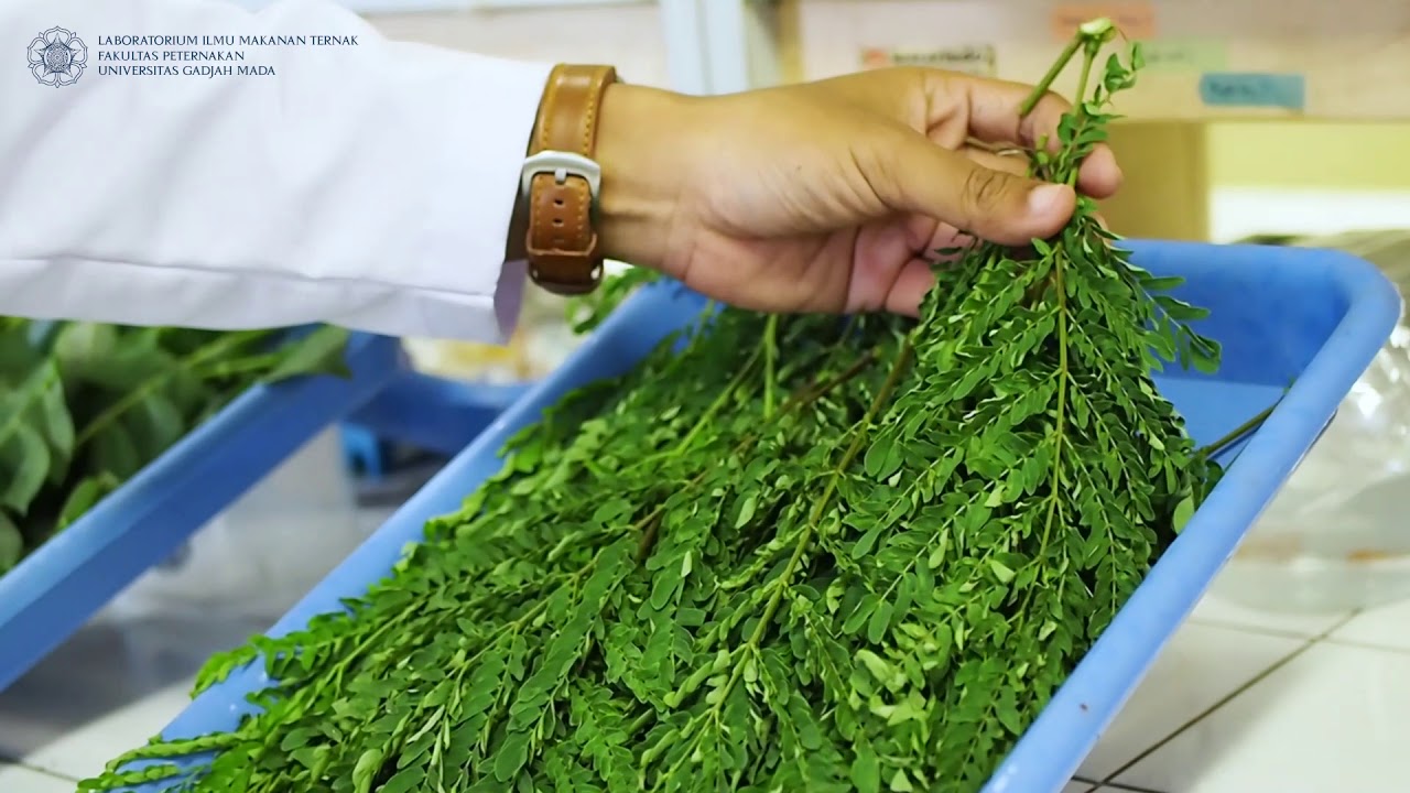 NUTRISI RUMINANSIA: [1] Pengenalan Hijauan