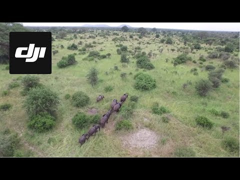DJI Stories - The Elephants of Tanzania