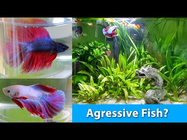 How to choose the PERFECT Betta for a community tank I Betta Fish Help