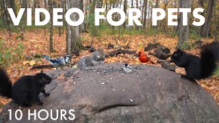 Relaxing Video for Pets 🐱 - 10 Hours of Birds, Squirrels and Forest Friends in Fall - Oct 29, 2025