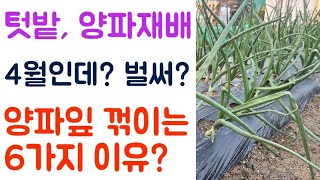 양파잎 꺾이는 6가지 이유?